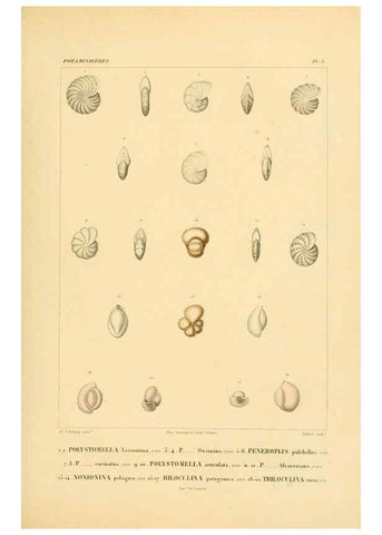 Reproducción/Reproduction 6303235368: Voyage dans l'Amérique Méridionale. v.9. Paris :Pitois-Levrault,1835-47