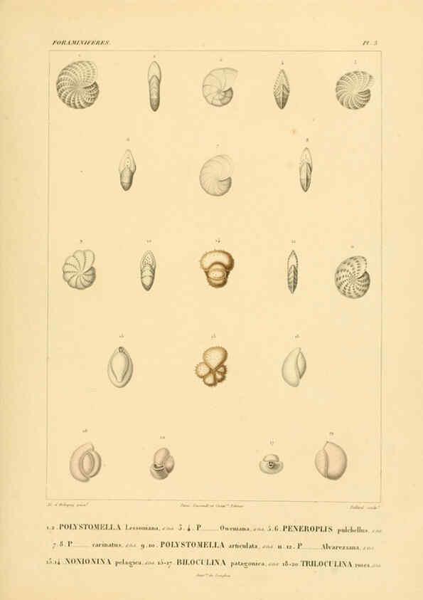 Reproducción/Reproduction 6303235368: Voyage dans l'Amérique Méridionale. v.9. Paris :Pitois-Levrault,1835-47