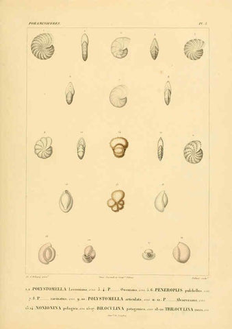 Reproducción/Reproduction 6303235368: Voyage dans l'Amérique Méridionale. v.9. Paris :Pitois-Levrault,1835-47