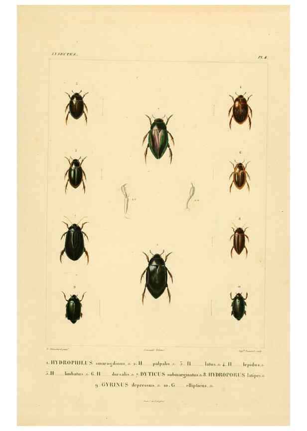 Reproducción/Reproduction 6303244280: Voyage dans l'Amérique Méridionale. v.9. Paris :Pitois-Levrault,1835-47