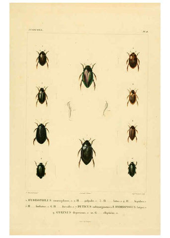 Reproducción/Reproduction 6303244280: Voyage dans l'Amérique Méridionale. v.9. Paris :Pitois-Levrault,1835-47