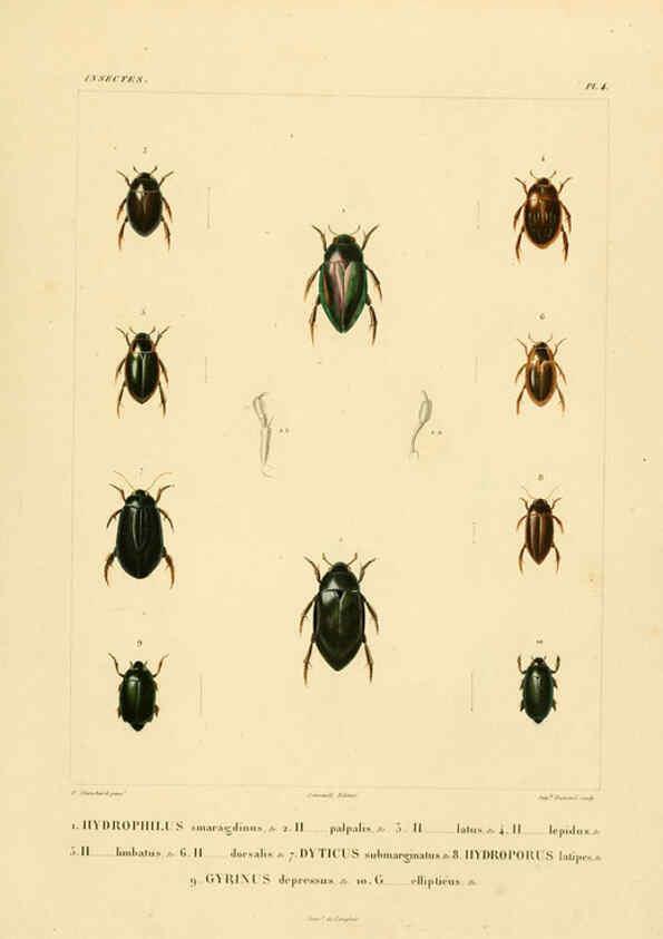 Reproducción/Reproduction 6303244280: Voyage dans l'Amérique Méridionale. v.9. Paris :Pitois-Levrault,1835-47