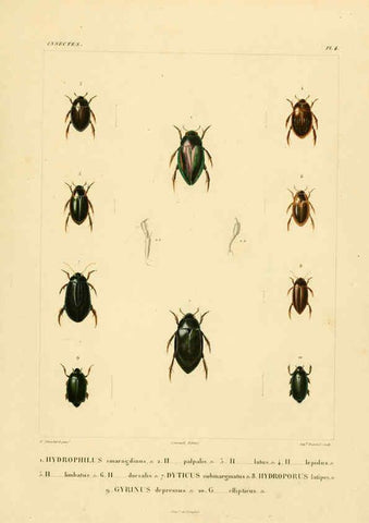Reproducción/Reproduction 6303244280: Voyage dans l'Amérique Méridionale. v.9. Paris :Pitois-Levrault,1835-47