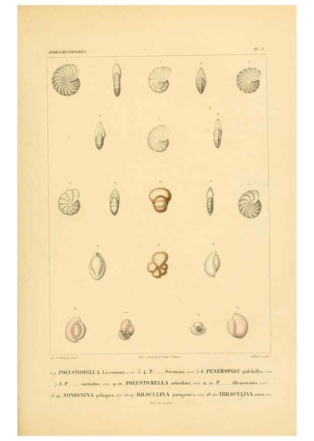 Reproducción/Reproduction 6302710347: Voyage dans l'Amérique Méridionale. v.9. Paris :Pitois-Levrault,1835-47