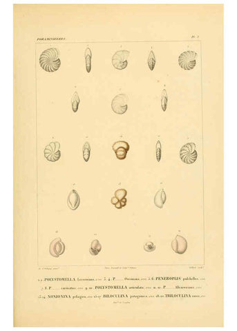 Reproducción/Reproduction 6302710347: Voyage dans l'Amérique Méridionale. v.9. Paris :Pitois-Levrault,1835-47