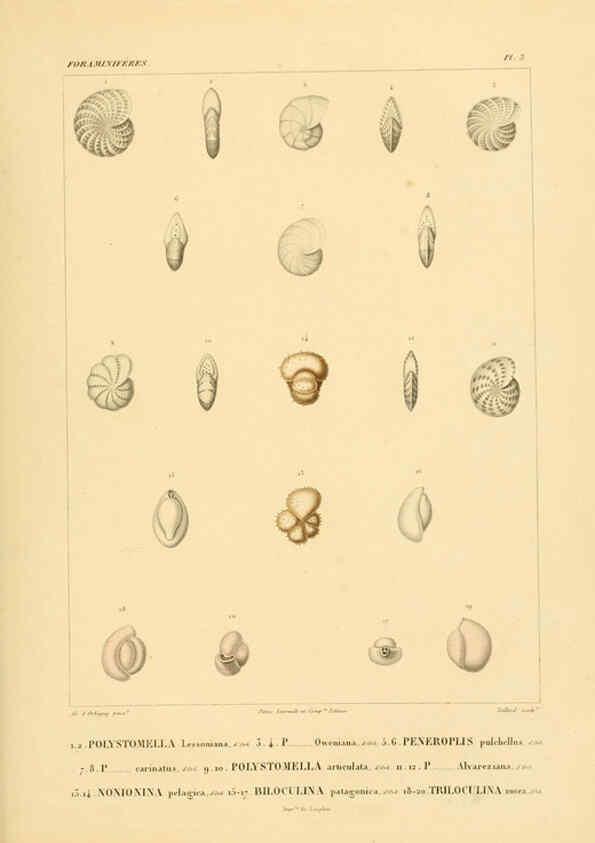 Reproducción/Reproduction 6302710347: Voyage dans l'Amérique Méridionale. v.9. Paris :Pitois-Levrault,1835-47