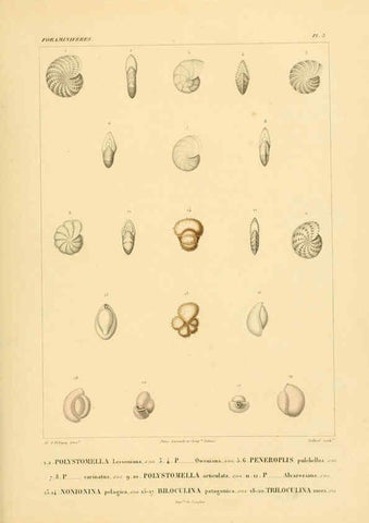 Reproducción/Reproduction 6302710347: Voyage dans l'Amérique Méridionale. v.9. Paris :Pitois-Levrault,1835-47