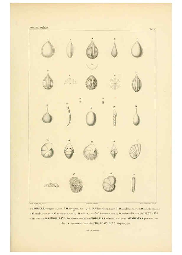 Reproducción/Reproduction 6303236030: Voyage dans l'Amérique Méridionale. v.9. Paris :Pitois-Levrault,1835-47
