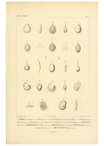 Reproducción/Reproduction 6303236030: Voyage dans l'Amérique Méridionale. v.9. Paris :Pitois-Levrault,1835-47