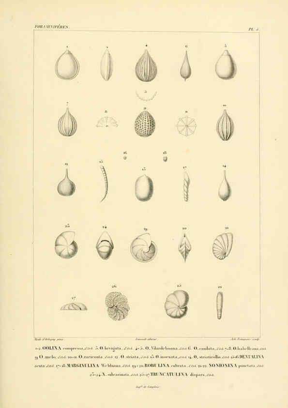 Reproducción/Reproduction 6303236030: Voyage dans l'Amérique Méridionale. v.9. Paris :Pitois-Levrault,1835-47