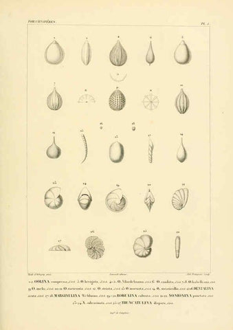 Reproducción/Reproduction 6303236030: Voyage dans l'Amérique Méridionale. v.9. Paris :Pitois-Levrault,1835-47