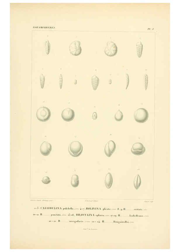 Reproducción/Reproduction 6303236622: Voyage dans l'Amérique Méridionale. v.9. Paris :Pitois-Levrault,1835-47