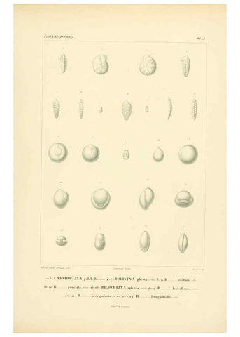 Reproducción/Reproduction 6303236622: Voyage dans l'Amérique Méridionale. v.9. Paris :Pitois-Levrault,1835-47