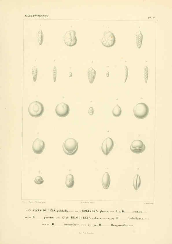 Reproducción/Reproduction 6303236622: Voyage dans l'Amérique Méridionale. v.9. Paris :Pitois-Levrault,1835-47