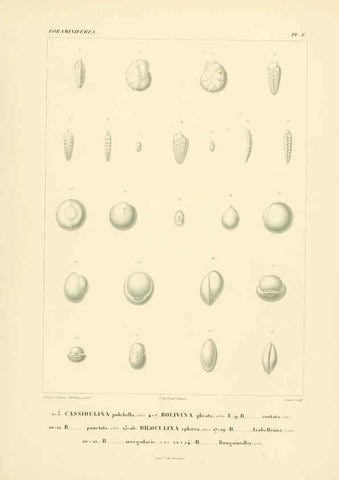 Reproducción/Reproduction 6303236622: Voyage dans l'Amérique Méridionale. v.9. Paris :Pitois-Levrault,1835-47