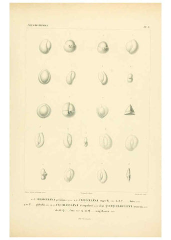 Reproducción/Reproduction 6302711591: Voyage dans l'Amérique Méridionale. v.9. Paris :Pitois-Levrault,1835-47