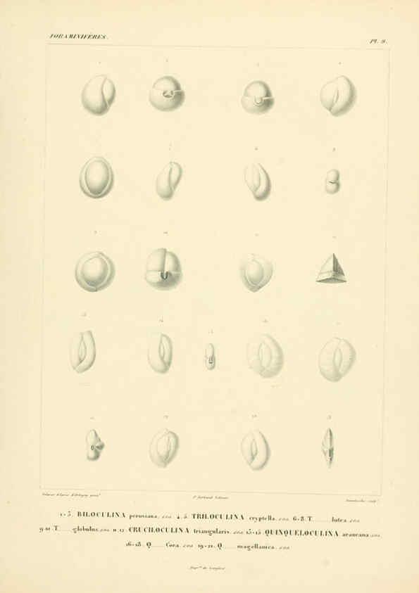 Reproducción/Reproduction 6302711591: Voyage dans l'Amérique Méridionale. v.9. Paris :Pitois-Levrault,1835-47
