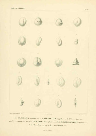 Reproducción/Reproduction 6302711591: Voyage dans l'Amérique Méridionale. v.9. Paris :Pitois-Levrault,1835-47