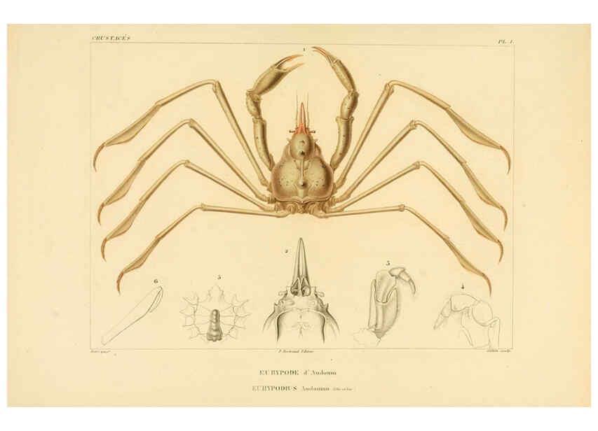 Reproducción/Reproduction 6302711799: Voyage dans l'Amérique Méridionale. v.9. Paris :Pitois-Levrault,1835-47