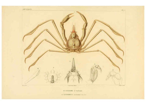 Reproducción/Reproduction 6302711799: Voyage dans l'Amérique Méridionale. v.9. Paris :Pitois-Levrault,1835-47