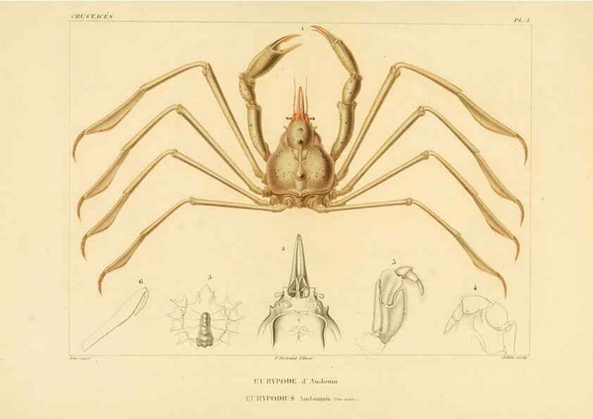Reproducción/Reproduction 6302711799: Voyage dans l'Amérique Méridionale. v.9. Paris :Pitois-Levrault,1835-47