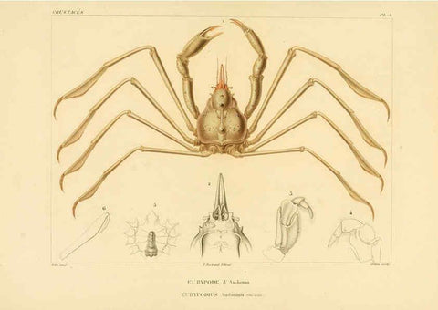 Reproducción/Reproduction 6302711799: Voyage dans l'Amérique Méridionale. v.9. Paris :Pitois-Levrault,1835-47