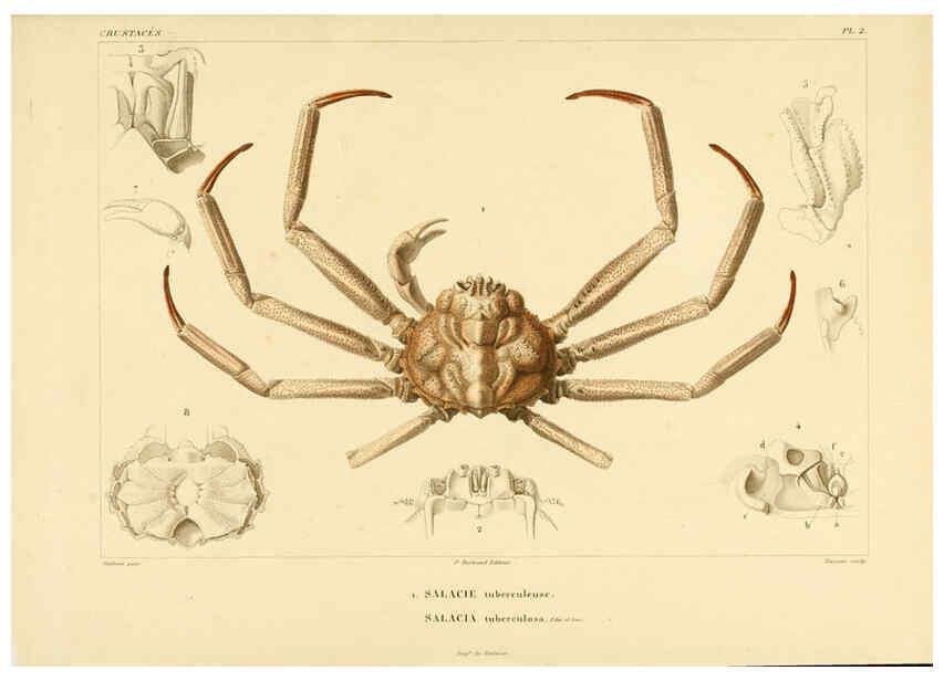 Reproducción/Reproduction 6303237272: Voyage dans l'Amérique Méridionale. v.9. Paris :Pitois-Levrault,1835-47