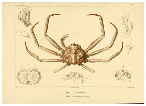 Reproducción/Reproduction 6303237272: Voyage dans l'Amérique Méridionale. v.9. Paris :Pitois-Levrault,1835-47