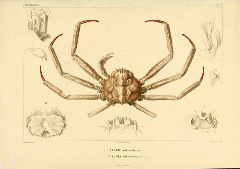 Reproducción/Reproduction 6303237272: Voyage dans l'Amérique Méridionale. v.9. Paris :Pitois-Levrault,1835-47