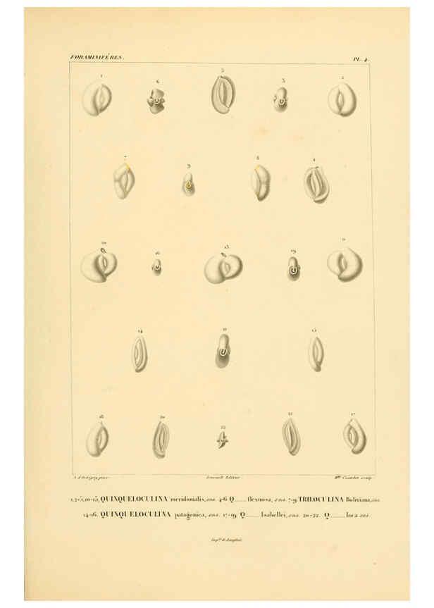 Reproducción/Reproduction 6302710549: Voyage dans l'Amérique Méridionale. v.9. Paris :Pitois-Levrault,1835-47