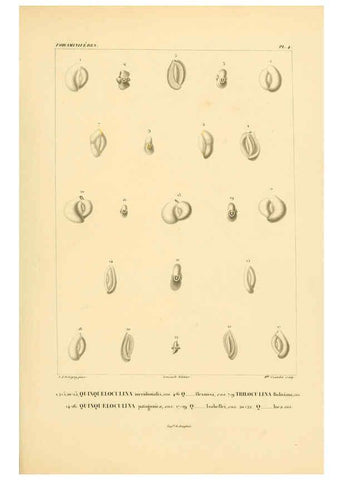 Reproducción/Reproduction 6302710549: Voyage dans l'Amérique Méridionale. v.9. Paris :Pitois-Levrault,1835-47
