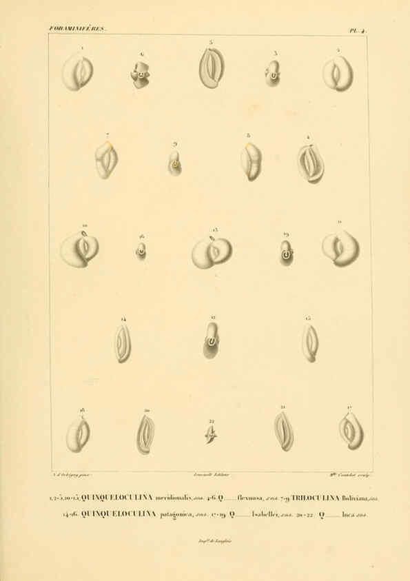 Reproducción/Reproduction 6302710549: Voyage dans l'Amérique Méridionale. v.9. Paris :Pitois-Levrault,1835-47