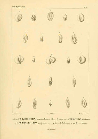 Reproducción/Reproduction 6302710549: Voyage dans l'Amérique Méridionale. v.9. Paris :Pitois-Levrault,1835-47