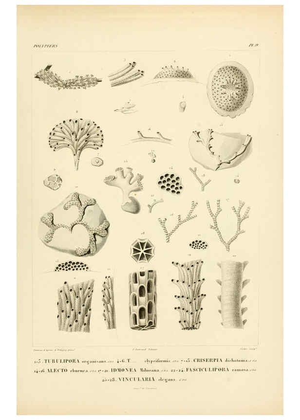 Reproducción/Reproduction 6303233790: Voyage dans l'Amérique Méridionale. v.9. Paris :Pitois-Levrault,1835-47