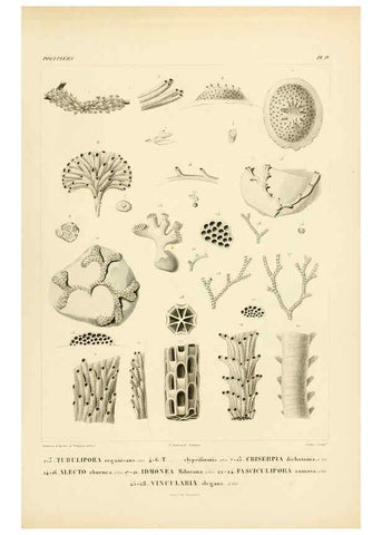 Reproducción/Reproduction 6303233790: Voyage dans l'Amérique Méridionale. v.9. Paris :Pitois-Levrault,1835-47