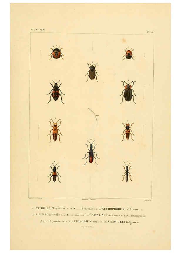 Reproducción/Reproduction 6302719115: Voyage dans l'Amérique Méridionale. v.9. Paris :Pitois-Levrault,1835-47