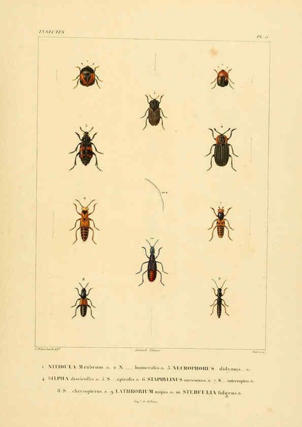 Reproducción/Reproduction 6302719115: Voyage dans l'Amérique Méridionale. v.9. Paris :Pitois-Levrault,1835-47