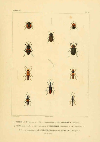 Reproducción/Reproduction 6302719115: Voyage dans l'Amérique Méridionale. v.9. Paris :Pitois-Levrault,1835-47