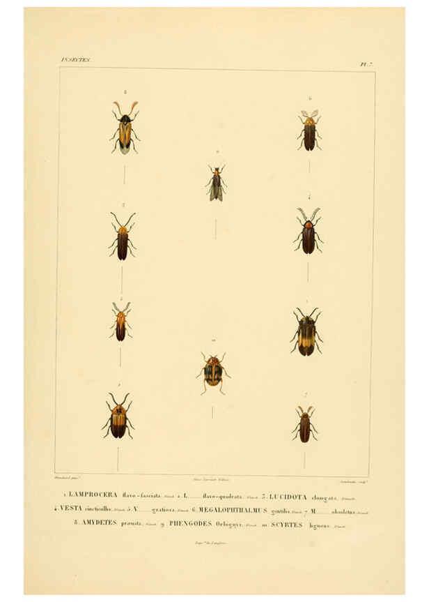 Reproducción/Reproduction 6302719671: Voyage dans l'Amérique Méridionale. v.9. Paris :Pitois-Levrault,1835-47