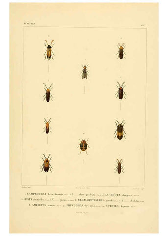 Reproducción/Reproduction 6302719671: Voyage dans l'Amérique Méridionale. v.9. Paris :Pitois-Levrault,1835-47