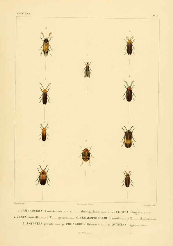 Reproducción/Reproduction 6302719671: Voyage dans l'Amérique Méridionale. v.9. Paris :Pitois-Levrault,1835-47