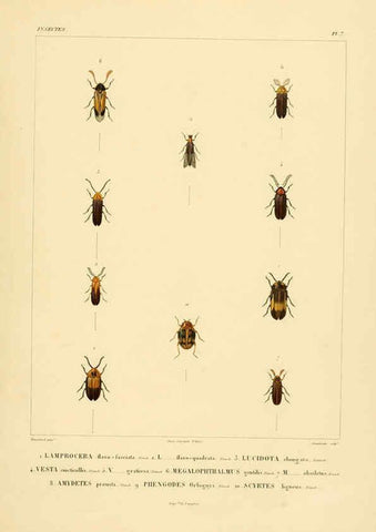 Reproducción/Reproduction 6302719671: Voyage dans l'Amérique Méridionale. v.9. Paris :Pitois-Levrault,1835-47