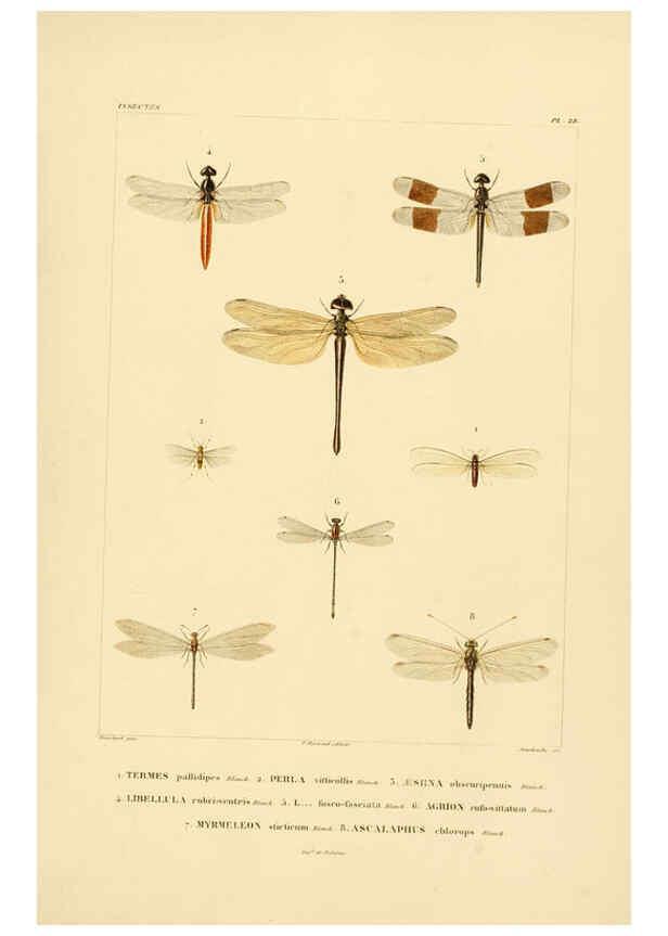 Reproducción/Reproduction 6302724689: Voyage dans l'Amérique Méridionale. v.9. Paris :Pitois-Levrault,1835-47