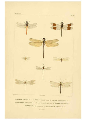 Reproducción/Reproduction 6302724689: Voyage dans l'Amérique Méridionale. v.9. Paris :Pitois-Levrault,1835-47
