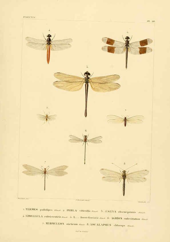 Reproducción/Reproduction 6302724689: Voyage dans l'Amérique Méridionale. v.9. Paris :Pitois-Levrault,1835-47