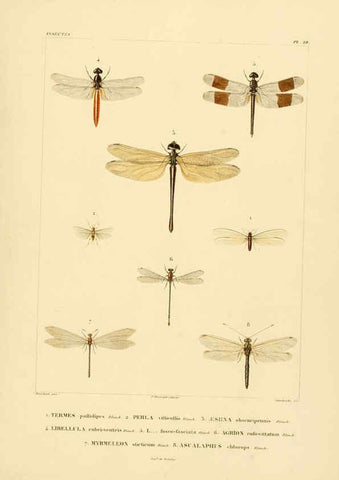 Reproducción/Reproduction 6302724689: Voyage dans l'Amérique Méridionale. v.9. Paris :Pitois-Levrault,1835-47
