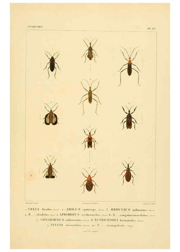 Reproducción/Reproduction 6302724963: Voyage dans l'Amérique Méridionale. v.9. Paris :Pitois-Levrault,1835-47