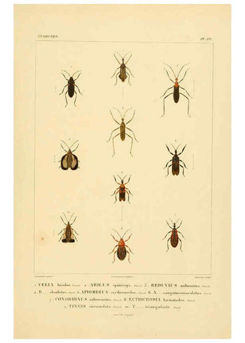 Reproducción/Reproduction 6302724963: Voyage dans l'Amérique Méridionale. v.9. Paris :Pitois-Levrault,1835-47