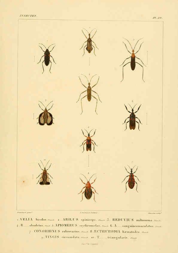Reproducción/Reproduction 6302724963: Voyage dans l'Amérique Méridionale. v.9. Paris :Pitois-Levrault,1835-47