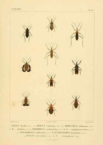 Reproducción/Reproduction 6302724963: Voyage dans l'Amérique Méridionale. v.9. Paris :Pitois-Levrault,1835-47